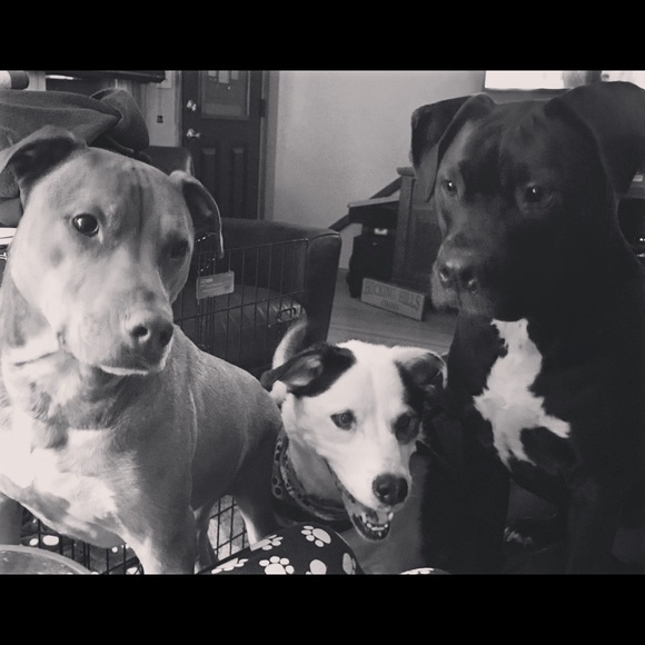 My rescue babies🐾Reilly,Baya & the newest Apryl …now the newest newest… Elynor! - Picture 6 of 12